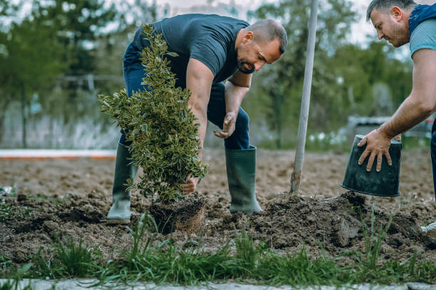How Our Tree Care Process Works  in  Fair Oaks Ranch, TX