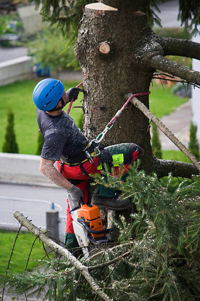Best Lawn Renovation and Restoration  in Fair Oaks Ranch, TX
