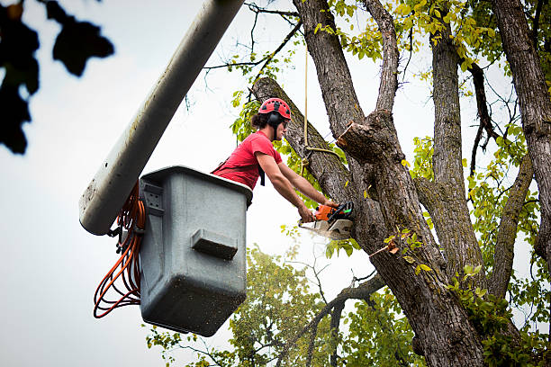 Reliable Fair Oaks Ranch, TX Tree Services Solutions